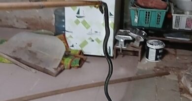 ULAR COBRA YANG MASUK KEDALAM SUMUR WARGA JATI MULYO BERHASIL DI EVAKUASI DAMKAR LAMPUNG SELATAN
