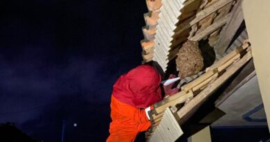 SARANG TAWON VESPA YANG MERESAHKAN WARGA KEDATON LAMPUNG SELATAN BERHASIL DI EVAKUASI ANGGOTA DAMKAR LAMPUNG SELATAN